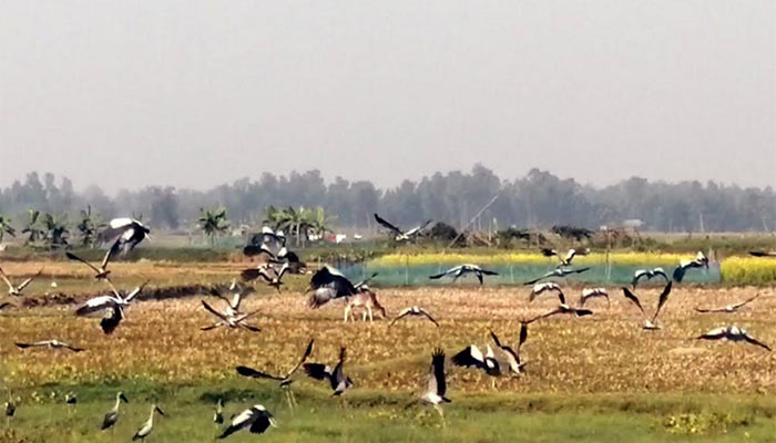 টাঙ্গাইলের বিল-ঝিলে সৌন্দর্য ছড়াচ্ছে পরিযায়ী পাখি