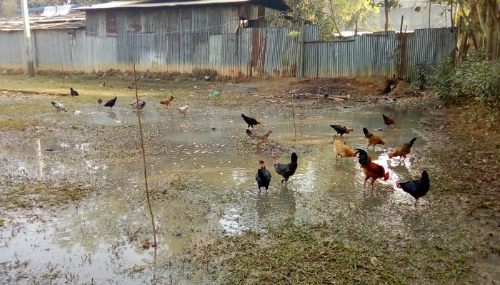 পাঁচবিবিতে অবৈধ কারখানার ময়লা পানির দুর্গন্ধে অতিষ্ট গ্রামবাসী