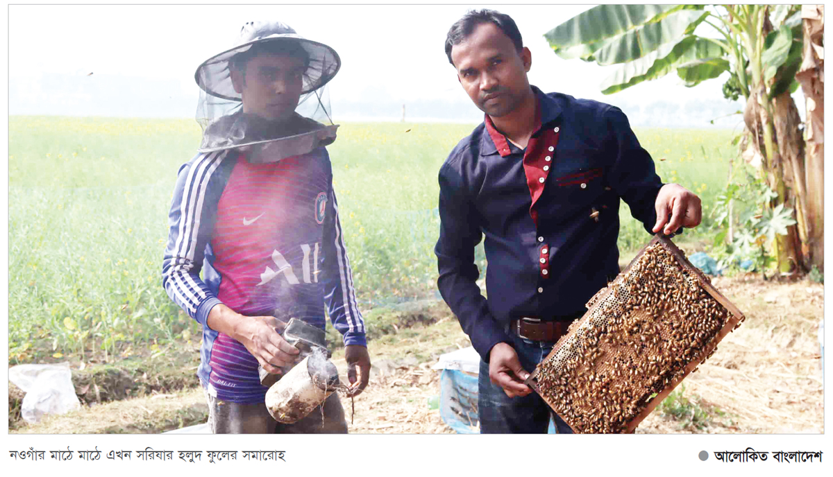 সরিষা ফুলে কোটি টাকার মধু সংগ্রহ