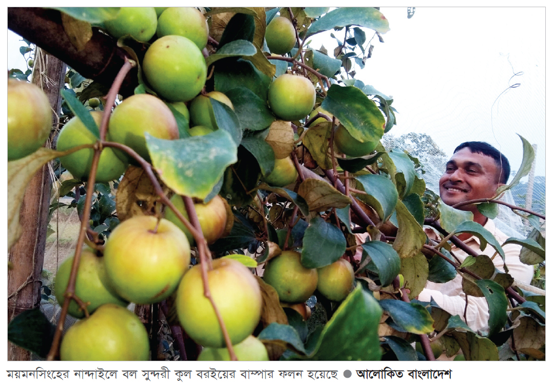 বরই চাষে রুহুলের সাফল্যের হাসি 