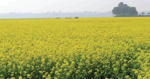 নওগাঁয় বেড়েছে সরিষা আবাদ