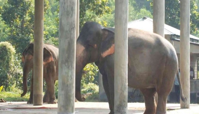 শ্রীপুরে বঙ্গবন্ধু সাফারি পার্কে হাতির মৃত্যু 