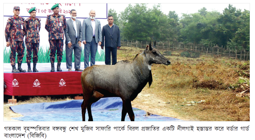 বঙ্গবন্ধু সাফারি পার্কে বিরল প্রজাতির নীলগাই হস্তান্তর করল বিজিবি