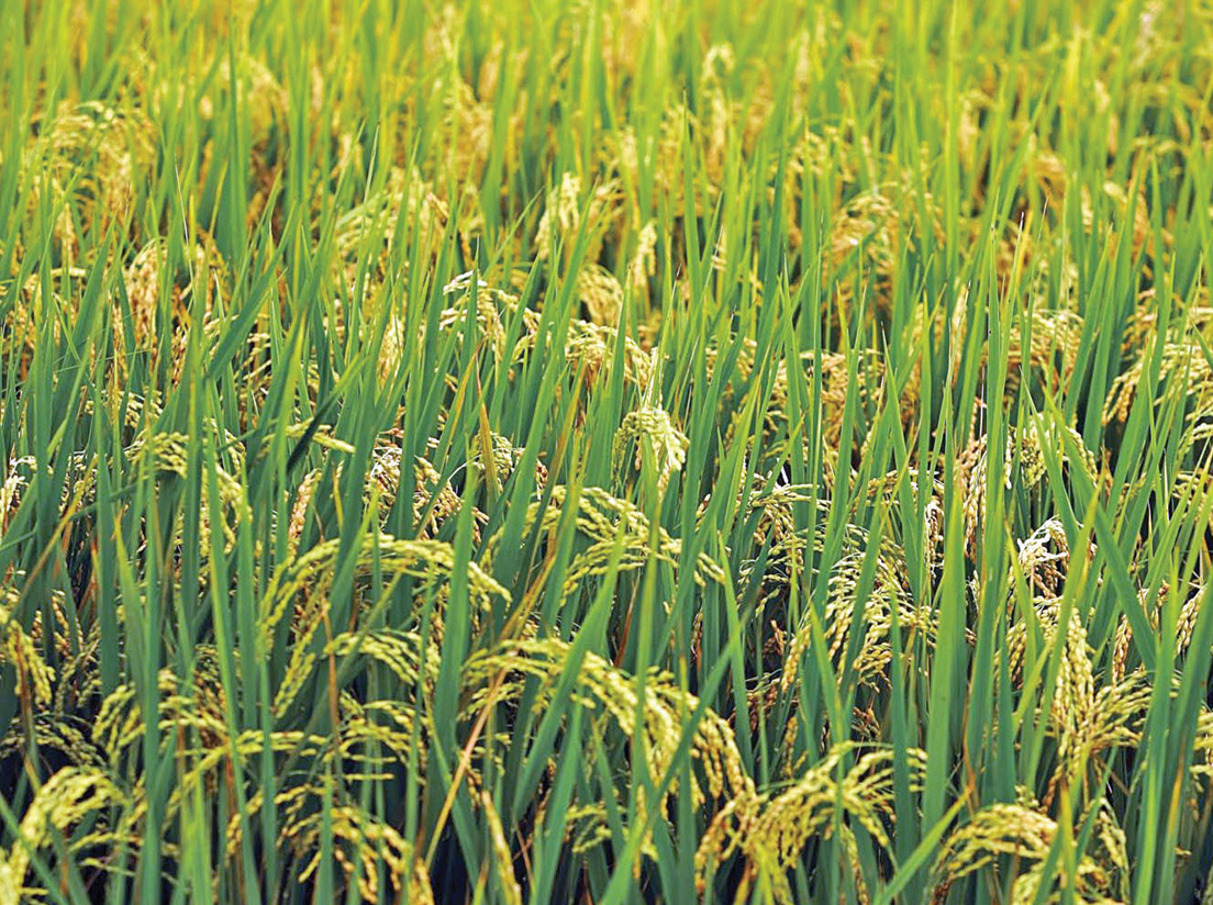 বীর বাঙালি নাহি ডরে