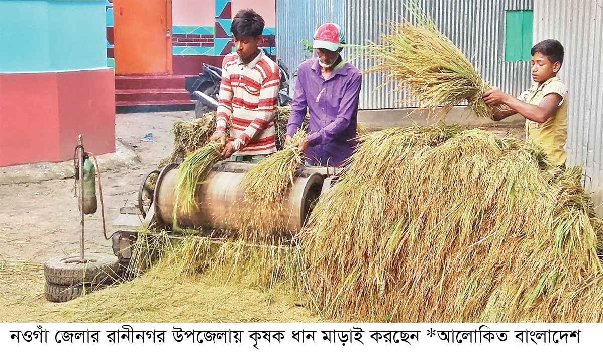 নওগাঁয় ধানের দাম মণে বেড়েছে ৫০-৮০ টাকা