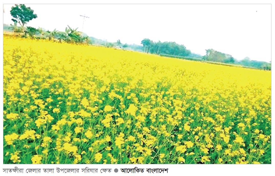 সরিষা চাষে আগ্রহী হয়েছে সাতক্ষীরার কৃষক