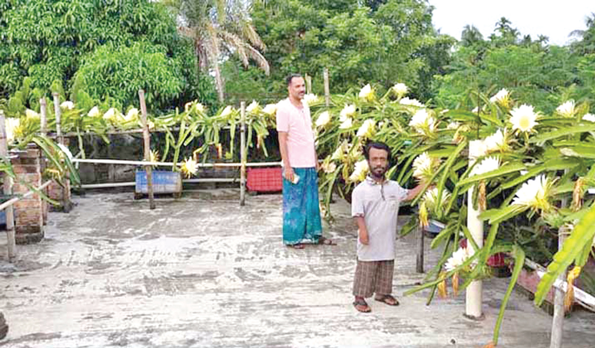 বাড়ির ছাদে ড্রাগন চাষে সফল