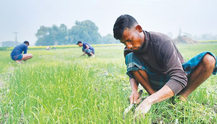 শীত আর ঘন কুয়াশায় রবি শস্যে ক্ষতির শঙ্কা