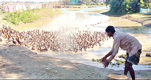 সুনামগঞ্জে হাঁসে লাখপতি