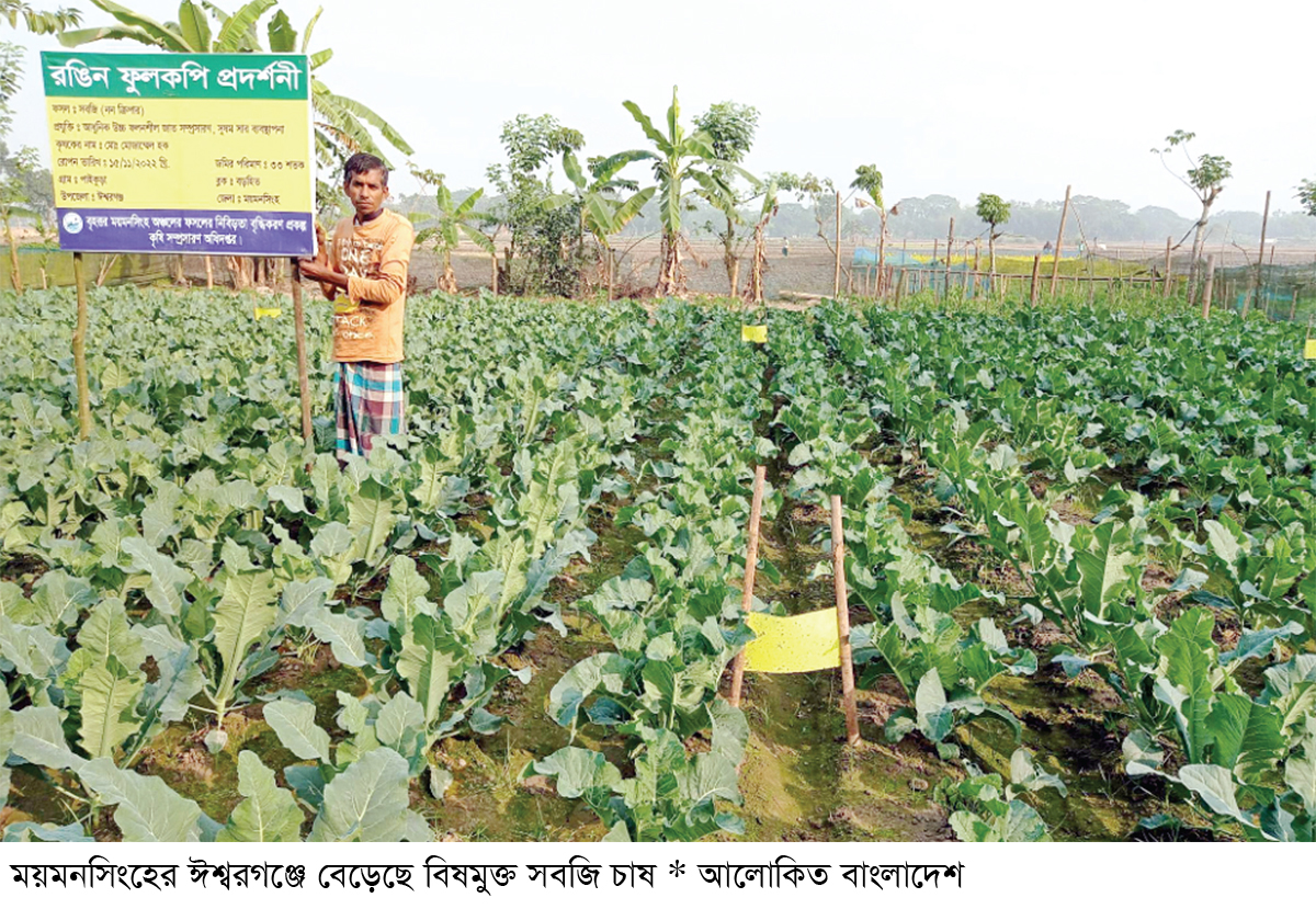 বাড়ির আশপাশেই শিমের ফলন তাক লাগানোর মতো