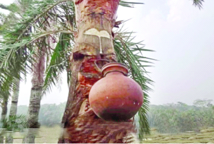 খেজুরের রস খাওয়ার ব্যাপারে সতর্ক থাকার আহ্বান