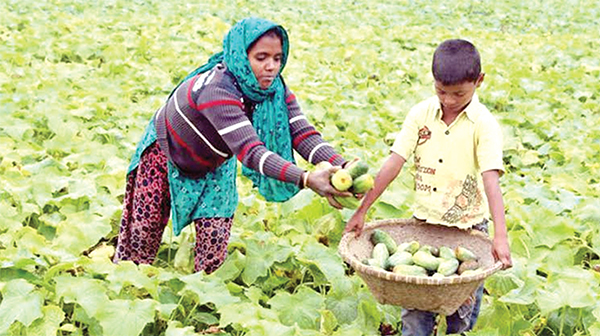 খিরা চাষে লাভবান কৃষক