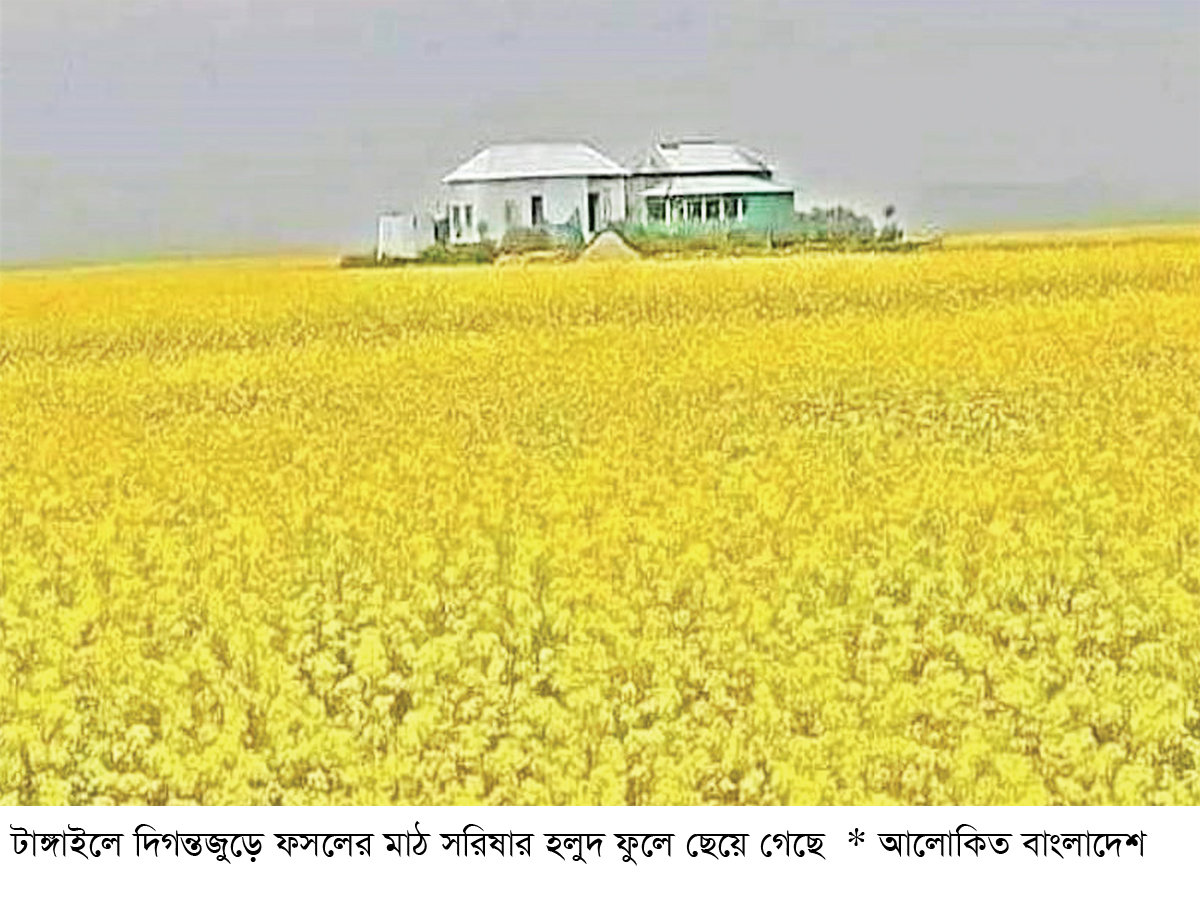 হলুদের সমারোহে স্বপ্ন বুনছে কৃষক