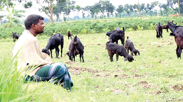 ছাগল পালন করে স্বাবলম্বী প্রতিবন্ধী সাহাকুল