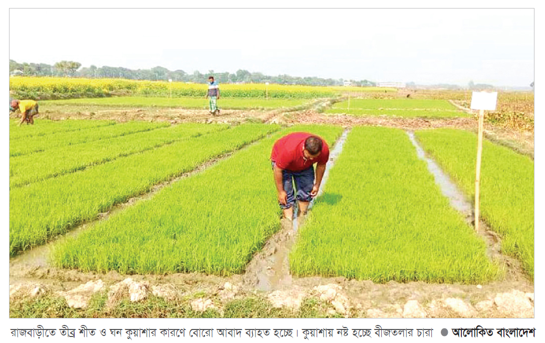 রাজবাড়ীতে বোরো আবাদ নিয়ে শঙ্কা