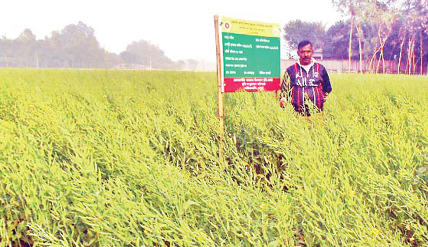 আমনের পর সরিষায় খুশি কৃষক