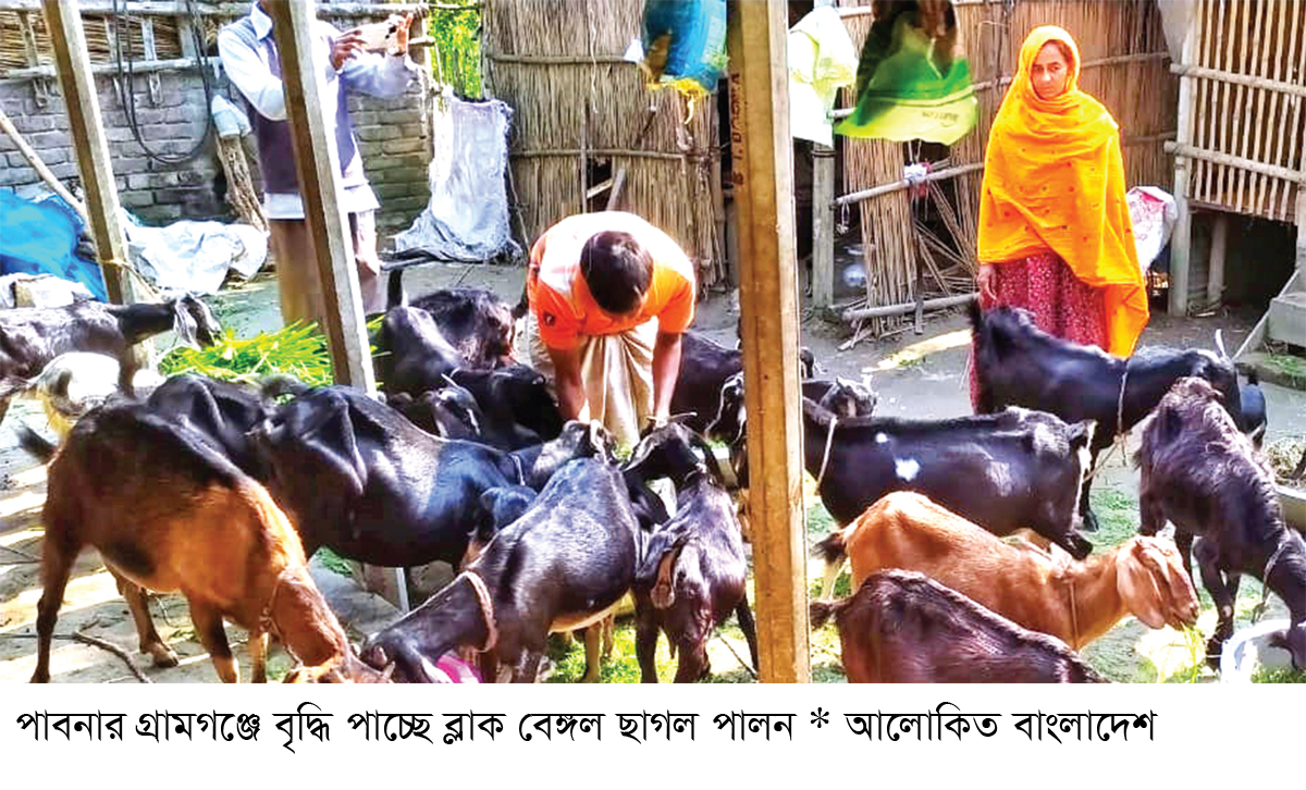 ব্লাক বেঙ্গল ছাগলে সচ্ছলতা