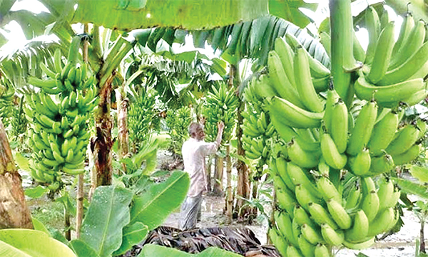 কলা চাষে সুদিন ফিরে পাচ্ছেন কৃষক