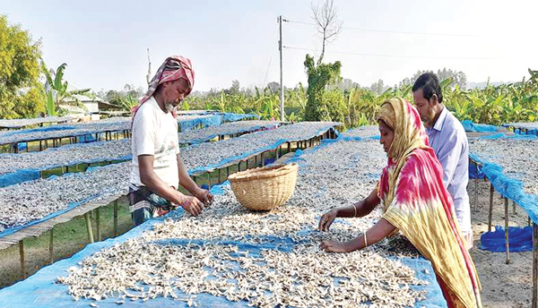 সিংড়ায় শুঁটকিতে লাখপতি