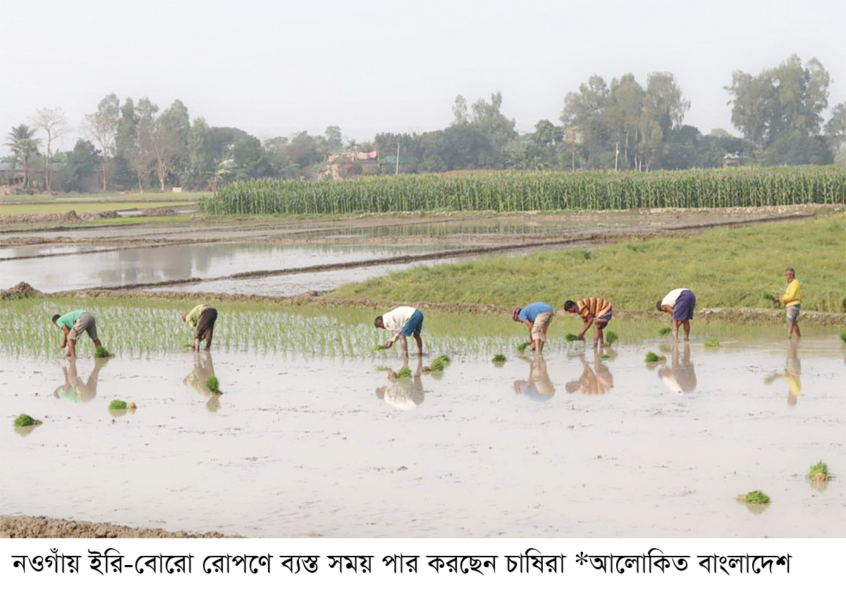 নওগাঁয় ইরি-বোরো রোপণে ব্যস্ত চাষি