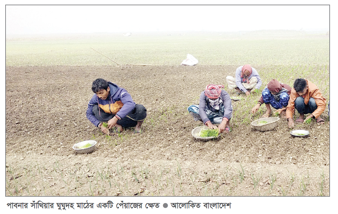 পেঁয়াজ চাষে ধুম, তবে দাম নিয়ে শঙ্কা