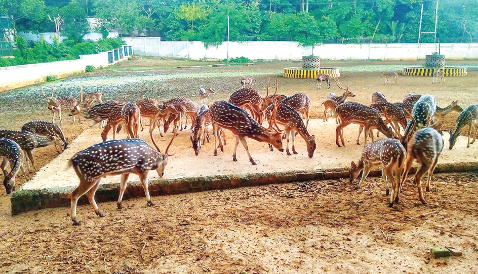 চিড়িয়াখানায় শীতে প্রাণীদের নিরাপদ রাখতে কর্তৃপক্ষের পদক্ষেপ