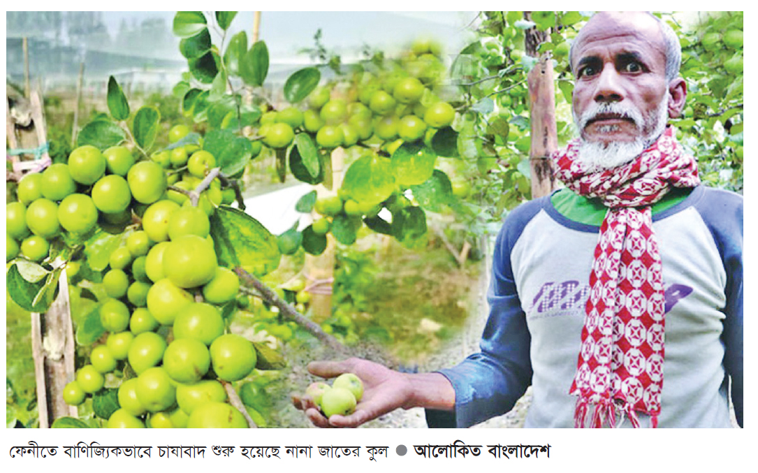 বাণিজ্যিকভাবে চাষ হয় নানা জাতের ‘কুল’