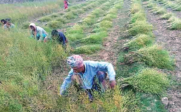 সরিষার বাম্পার ফলনে খুশি যশোরের কৃষক