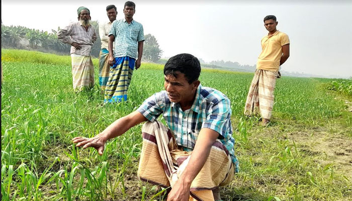 সিরাজগঞ্জে বিষ দিয়ে কৃষকের গম ক্ষেত নষ্ট করার অভিযোগ