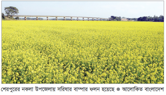 নকলায় সরিষার আবাদ বেড়েছে দ্বিগুণ