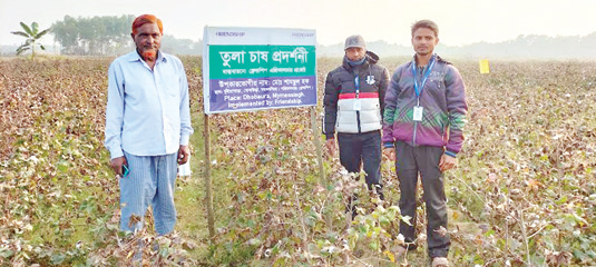 বালুচরে কার্পাস তুলা চাষে সফল সাবেক ইউপি চেয়ারম্যান