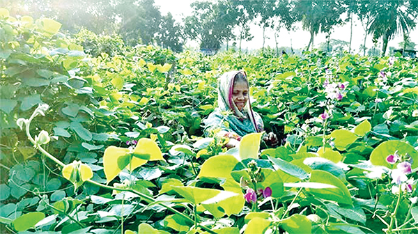 শিমের বাম্পার ফলনে কৃষকের মুখে হাসি!