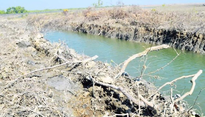 মহেশখালীতে ৪০০ একর প্যারাবন কেটে ঘের তৈরি 