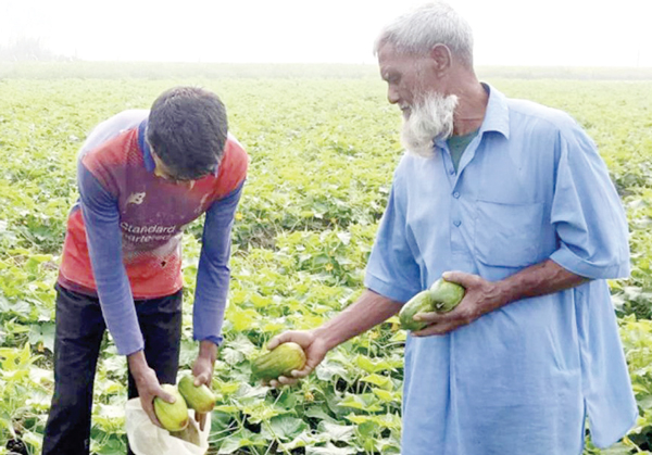 খিরা চাষে অধিক লাভে খুশি কৃষক