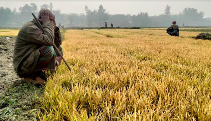 ভূরুঙ্গামারীতে কয়েক বিঘা ইরি চারা পুড়িয়ে দিয়েছে দুবৃত্তরা