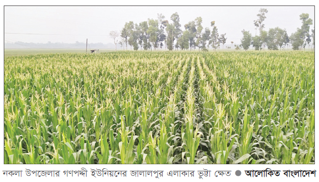 ধান ছেড়ে ভুট্টায় ঝুঁকছেন নকলার কৃষক