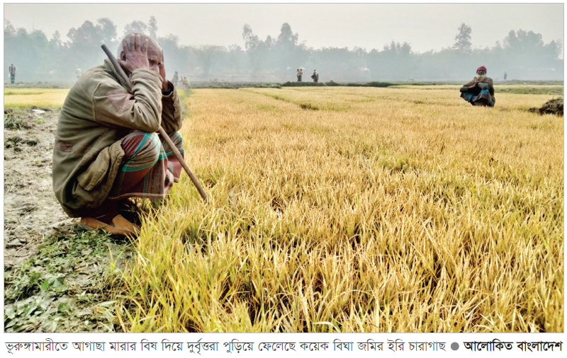 ভূরুঙ্গামারীতে কয়েক বিঘা ইরি চারা পুড়াল দুর্বৃত্তরা