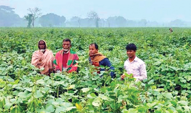 শিম চাষে স্বাবলম্বী চাষি