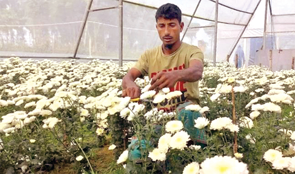 ফুল বিক্রি করেই আয় ৪ লাখ টাকা