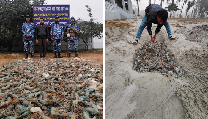 চাঁদপুরে ১৫মণ জেলিযুক্ত চিংড়ি জব্দ