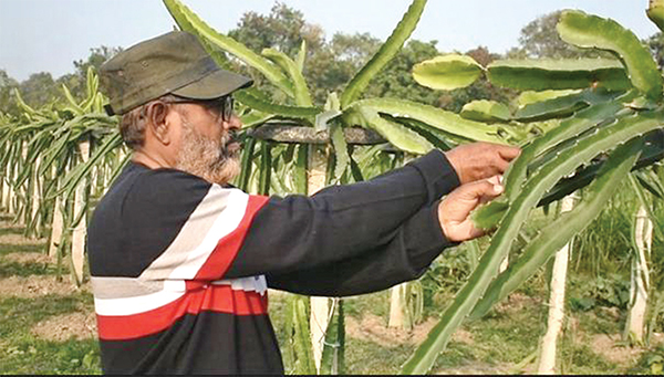 চাকরি ছেড়ে ড্রাগন চাষে সাফল্য