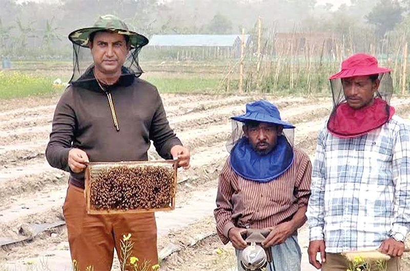 মধুতে লাভবান হচ্ছে মৌ চাষি