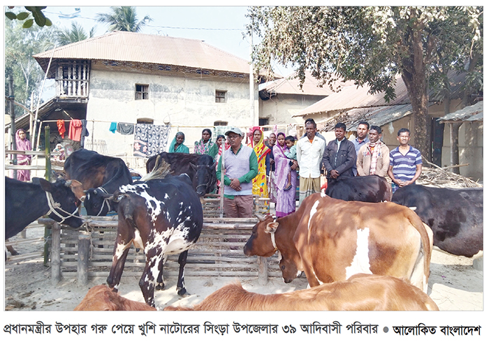 সিংড়ায় গাভি পালনে স্বাবলম্বী