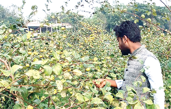 কুল চাষে ভাগ্যবদল