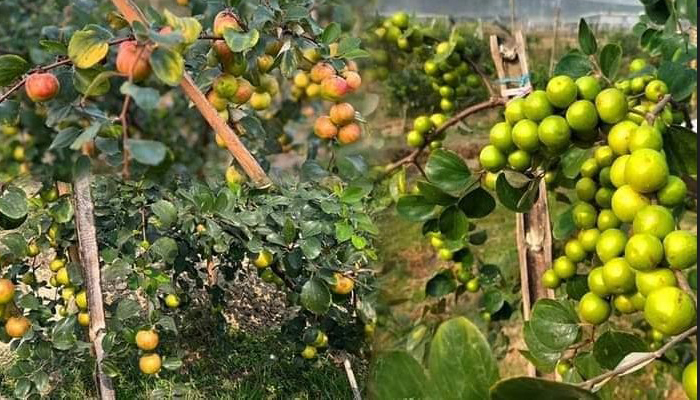 ফেনীতে দেশি-বিদেশী ফল চাষে সাফল্য এনেছে ‘জান্নাত এগ্রো বিডি’