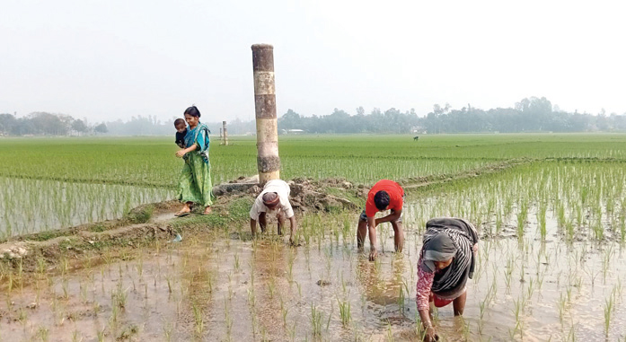 বিদ্যুতের দাম বৃদ্ধিতে চাষিরা শঙ্কায়