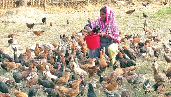 দেশি মুরগি পালনে স্বাবলম্বী সুফিয়া