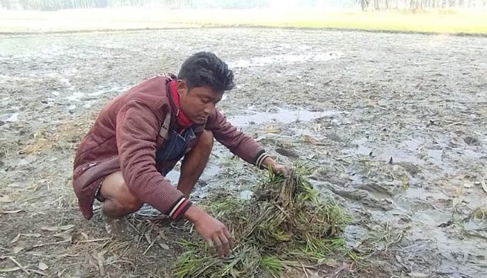 কুড়িগ্রামে কৃষকের রোপণ করা ধানের চারা উপড়ে ফেললো দুর্বৃত্তরা 