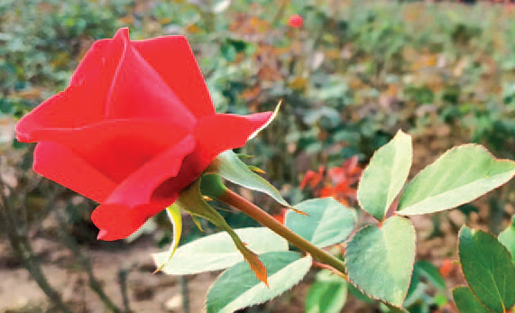 তিন দিবসে ৩০ কোটি টাকার ফুল বিক্রির টার্গেট