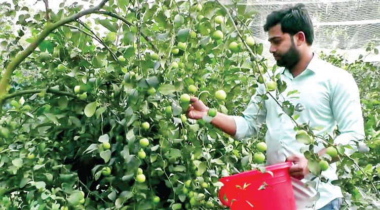 কুল চাষে অল্প খরচে বেশি লাভ